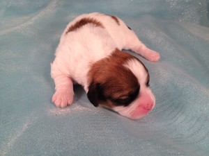 Zuchon Puppies for sale in Iowa, Shipping $150, Ready soon!